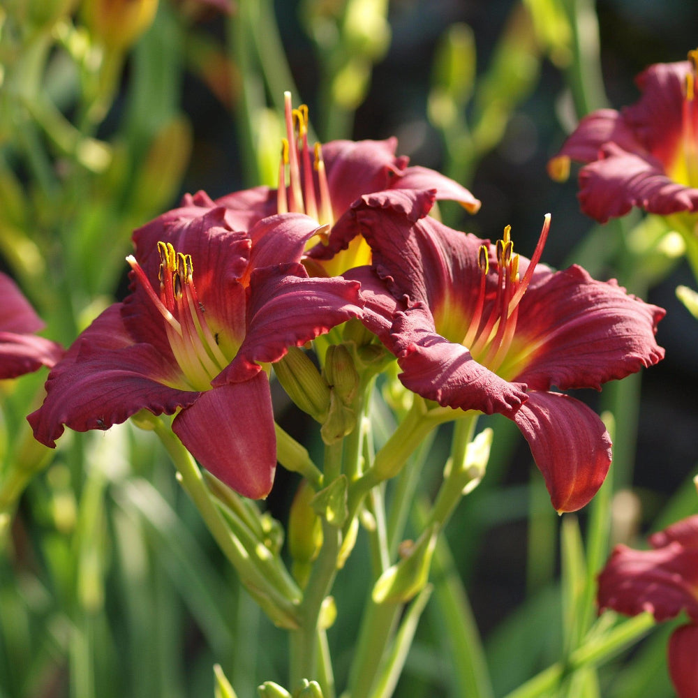 Pardon Me Daylily with cranberry red flowers and yellow green throats