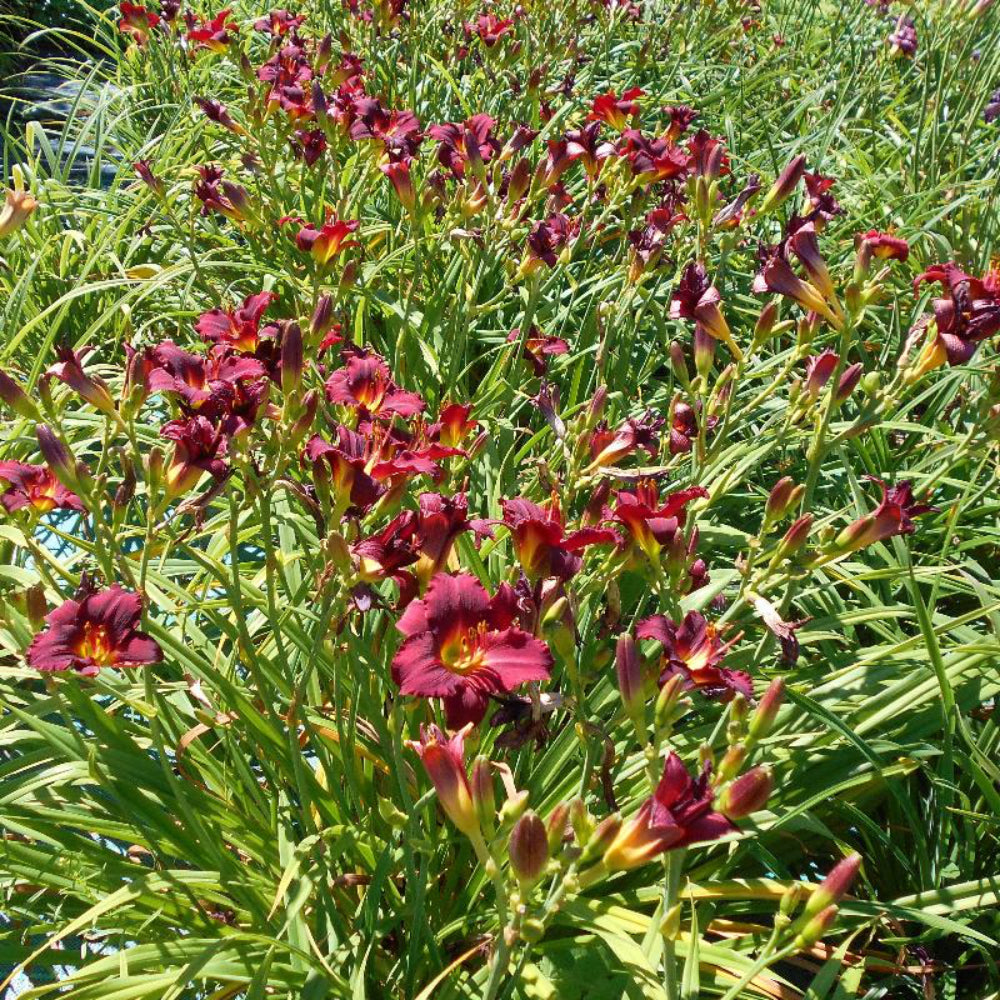Pardon Me Daylily with cranberry red flowers and yellow green throats
