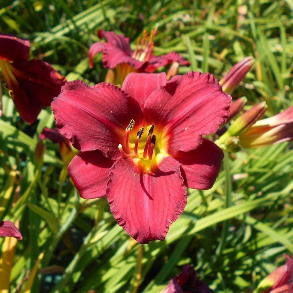 Pardon Me Daylily with cranberry red flowers and yellow green throats