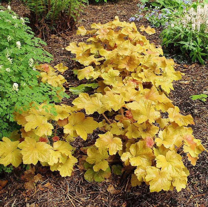 Caramel Coral Bells with apricot and golden green foliage