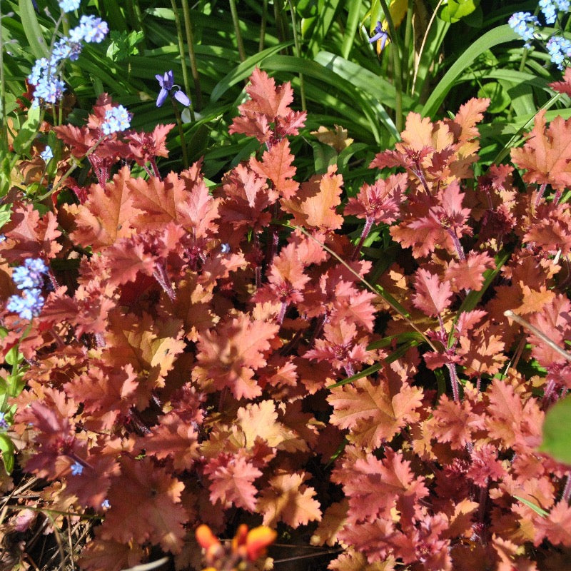 Caramel Coral Bells with apricot and golden green foliage