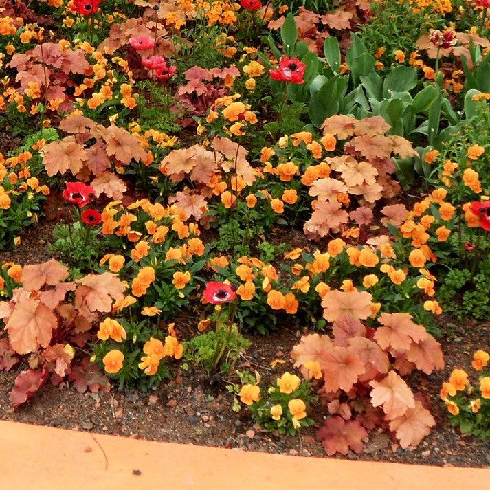 Caramel Coral Bells with apricot and golden green foliage