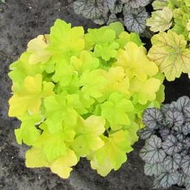 Citronelle Coral Bells with bright citron yellow foliage