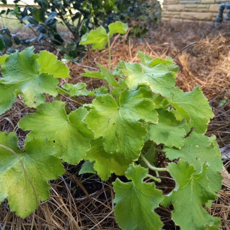 Citronelle Coral Bells with bright citron yellow foliage