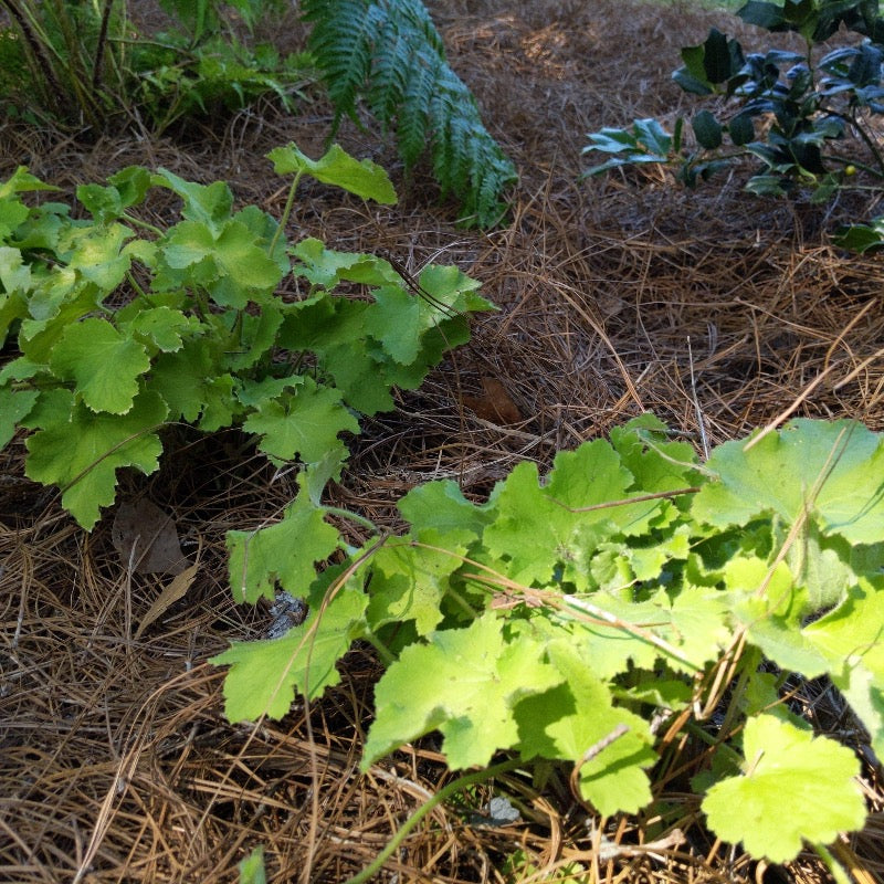 Citronelle Coral Bells with bright citron yellow foliage