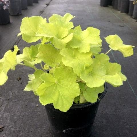 Citronelle Coral Bells with bright citron yellow foliage