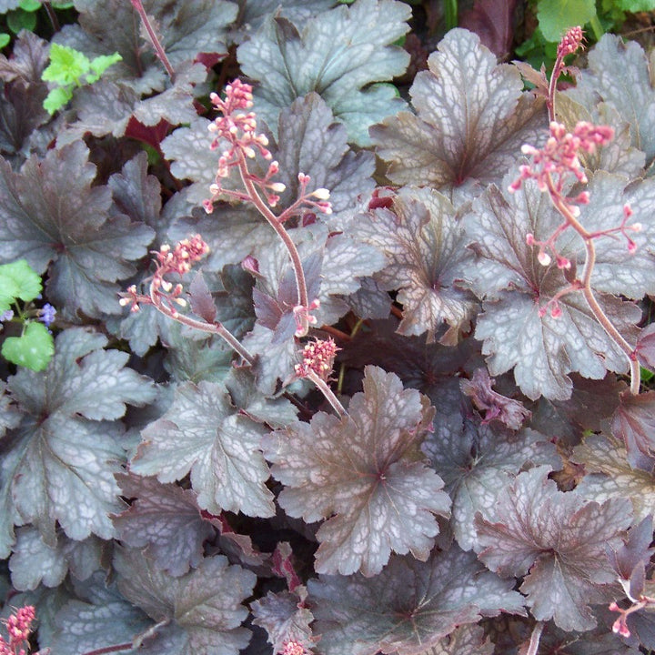 Palace Purple Coral Bells with deep purple foliage and white flowers