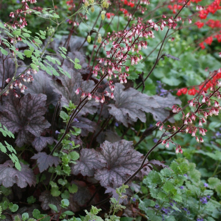 Palace Purple Coral Bells with deep purple foliage and white flowers