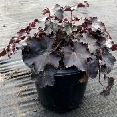 Palace Purple Coral Bells with deep purple foliage and white flowers