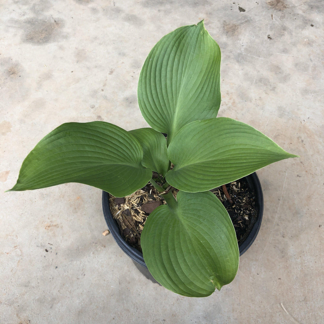 Blue Angel Hosta with large blue green leaves and white flowers