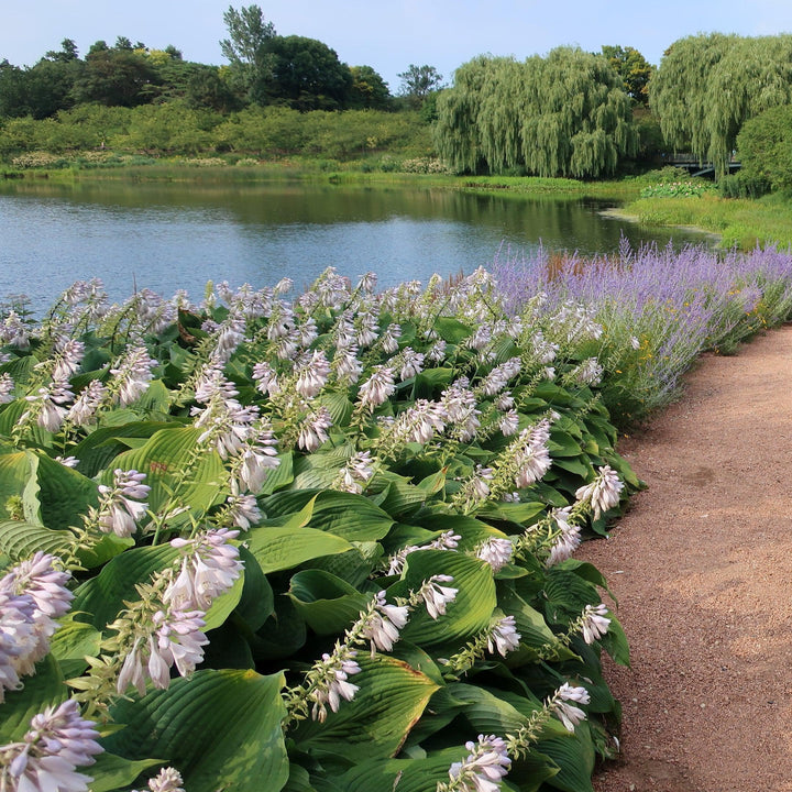 Hosta Blue Angel