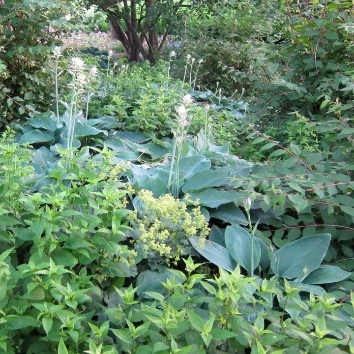 Blue Angel Hosta with large blue green leaves and white flowers