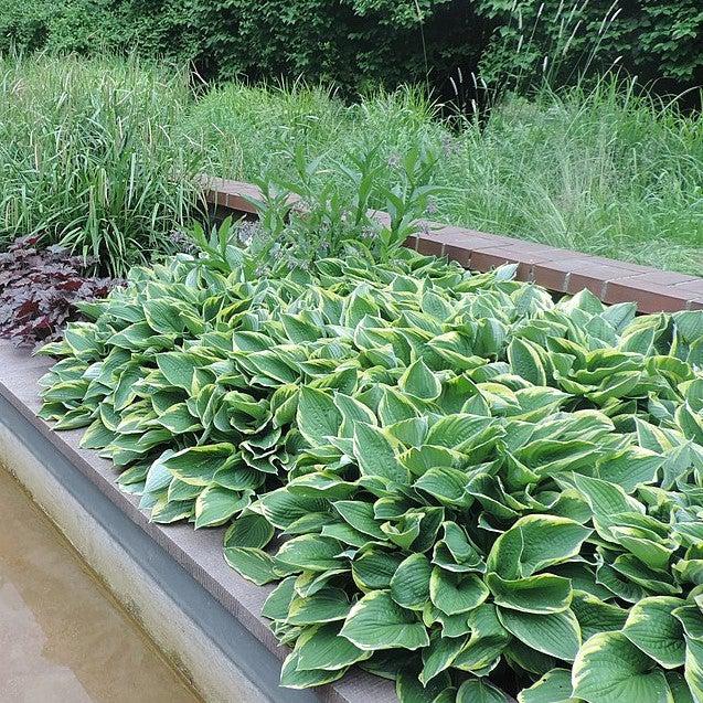 First Frost Hosta with blue green leaves edged in creamy white