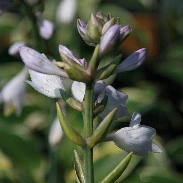 First Frost Hosta with blue green leaves edged in creamy white