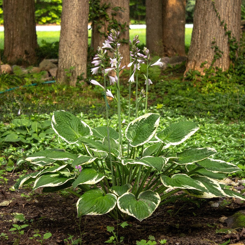 Patriot Hosta with deep green leaves edged in creamy white