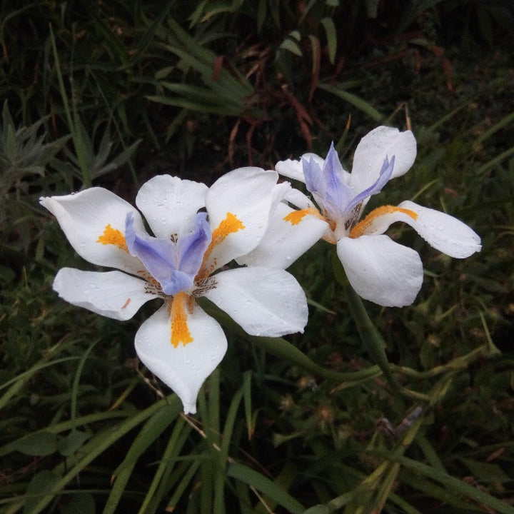 Iris African Butterfly