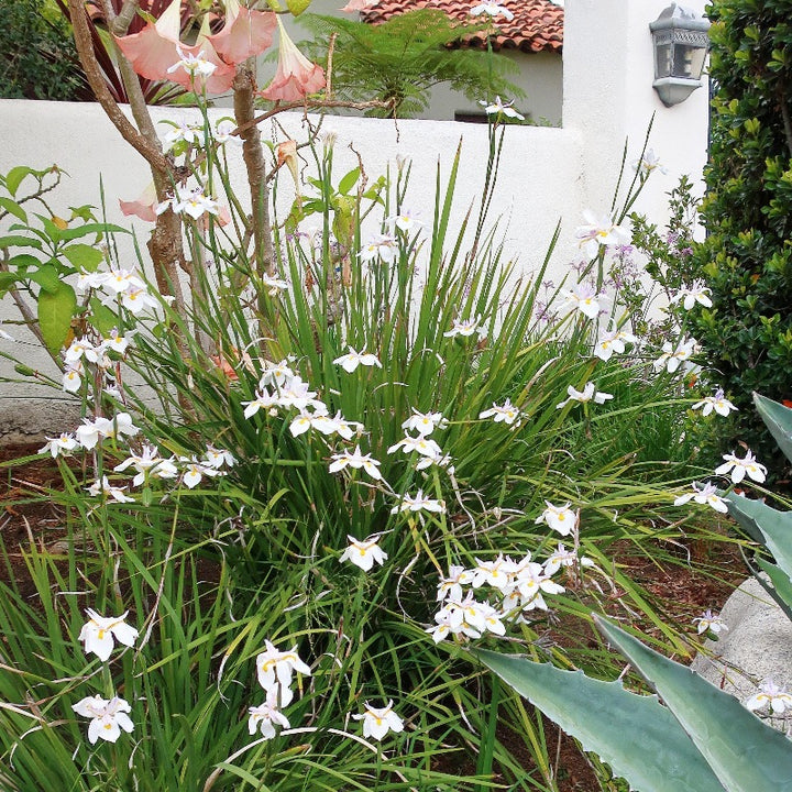 African Butterfly Iris with white flowers and yellow purple centers