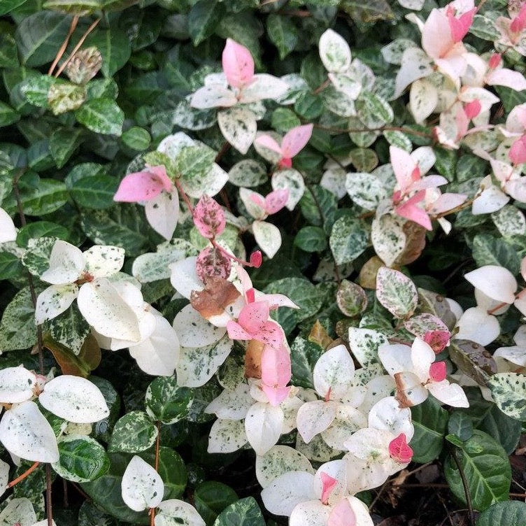 Snow N Summer Asiatic Jasmine with pink white and green variegated foliage