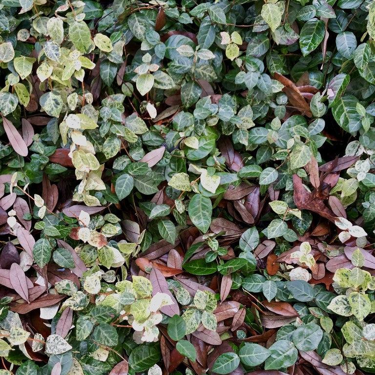 Snow N Summer Asiatic Jasmine with pink white and green variegated foliage