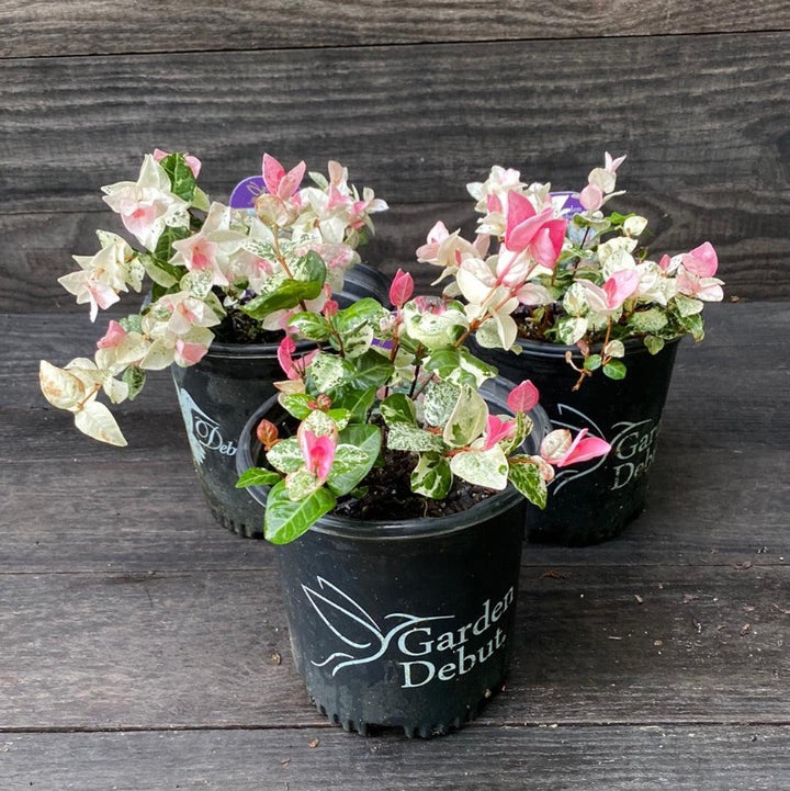 Snow N Summer Asiatic Jasmine with pink white and green variegated foliage