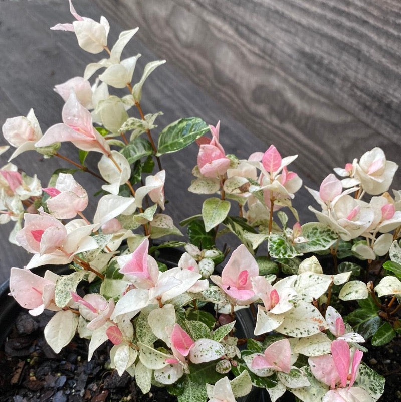 Snow N Summer Asiatic Jasmine with pink white and green variegated foliage