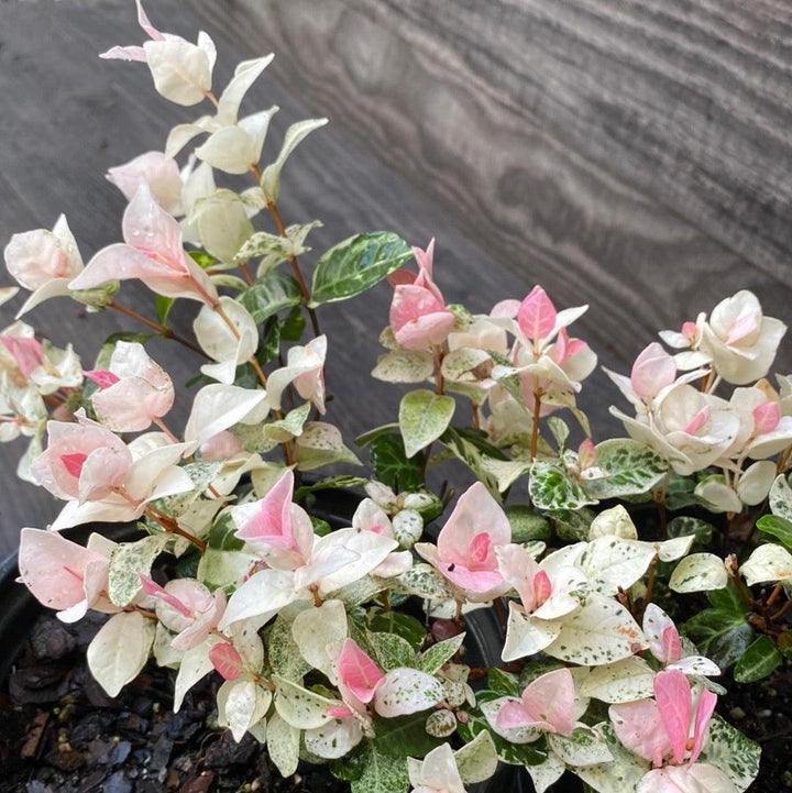 Snow N Summer Asiatic Jasmine with pink white and green variegated foliage