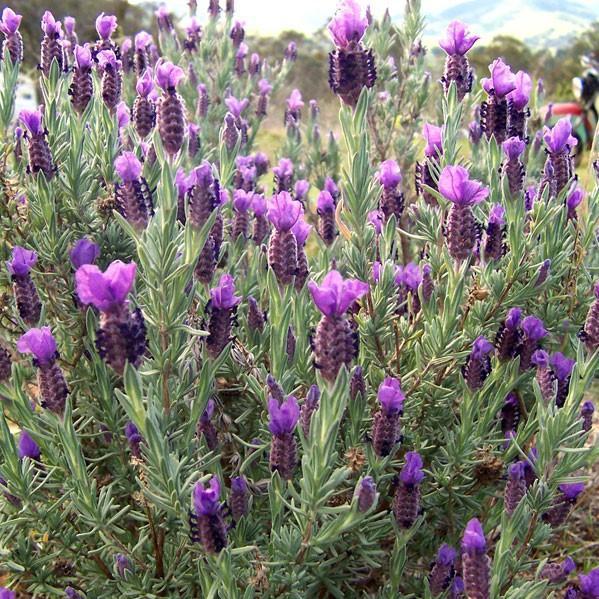 Anouk Spanish Lavender with dark purple flowers and silver green foliage