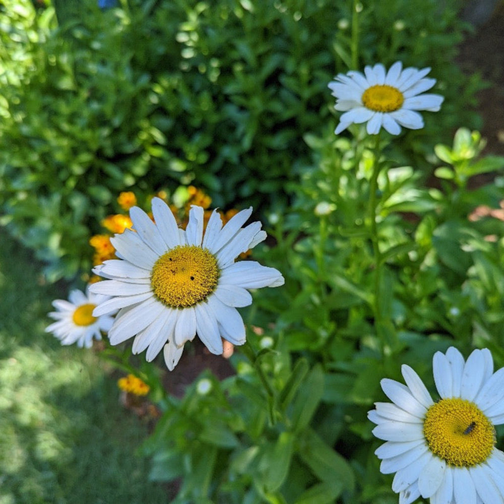 Becky Shasta Daisy with large white flowers and yellow centers