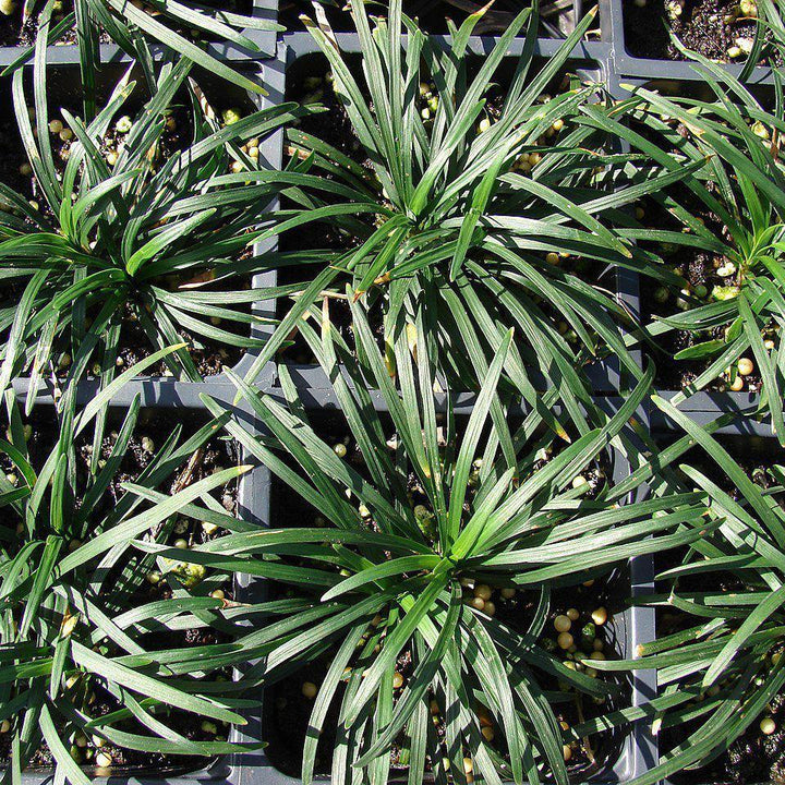Dwarf Mondo Grass with compact dark green evergreen foliage