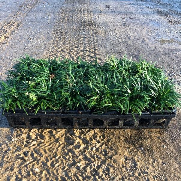 Dwarf Mondo Grass with compact dark green evergreen foliage