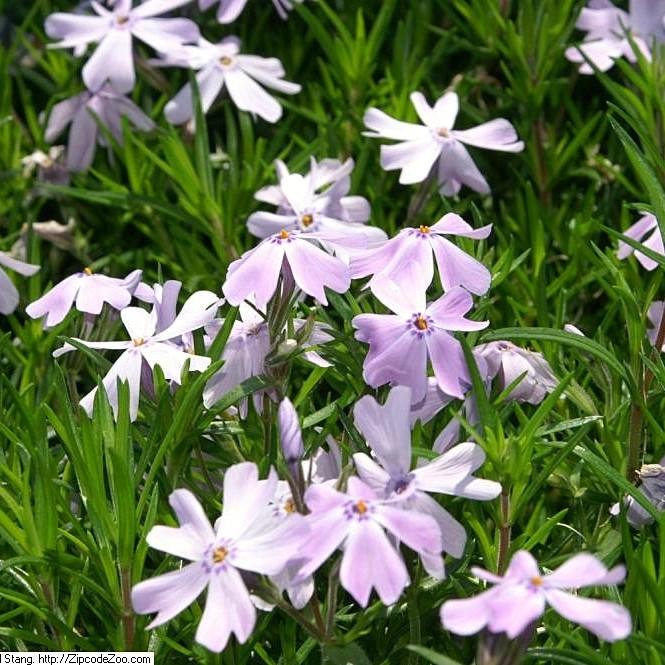 Emerald Blue Creeping Phlox covered with violet blue flowers