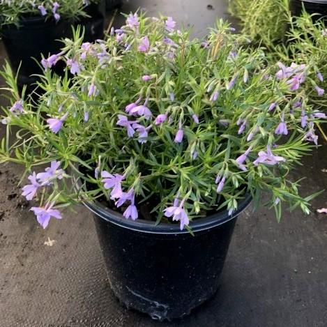 Emerald Blue Creeping Phlox covered with violet blue flowers