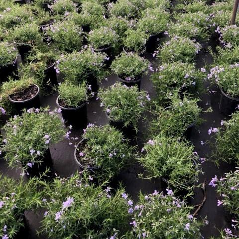 Emerald Blue Creeping Phlox covered with violet blue flowers