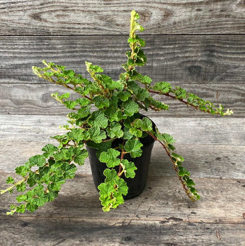 Creeping Raspberry with evergreen foliage and edible red berries