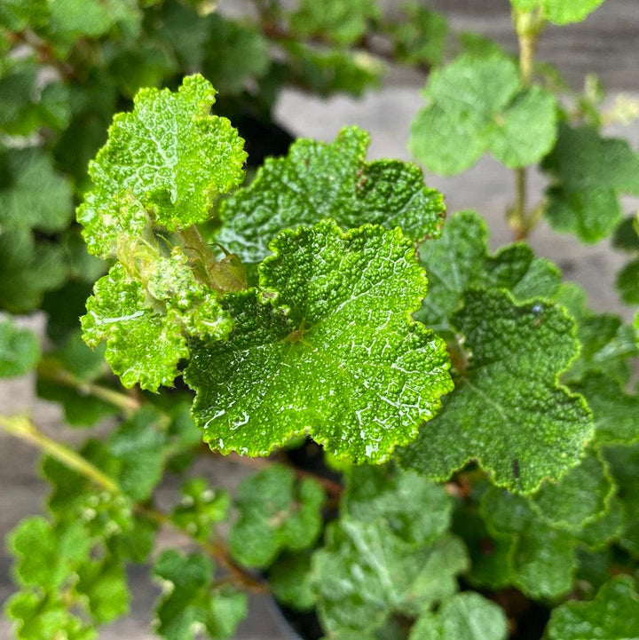 Creeping Raspberry with evergreen foliage and edible red berries