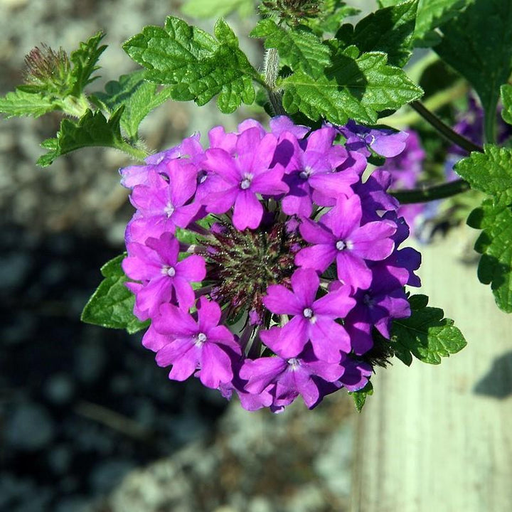 Homestead Purple Verbena with bright purple flower clusters