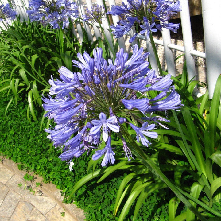 lily of the nile blue flower Agapanthus 'africanus' Blue