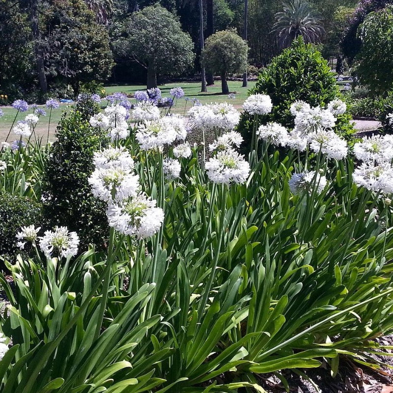 Agapanthus Getty White ~ Lily of the Nile | GoBuyPlants