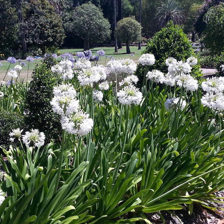 white lily of the nile plant Agapanthus Getty White ~ Lily of the Nile