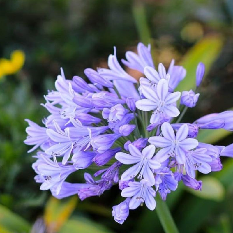 Healthy Agapanthus Neverland plant with tall green stems and clusters of blue flowers, perfect for garden landscaping.