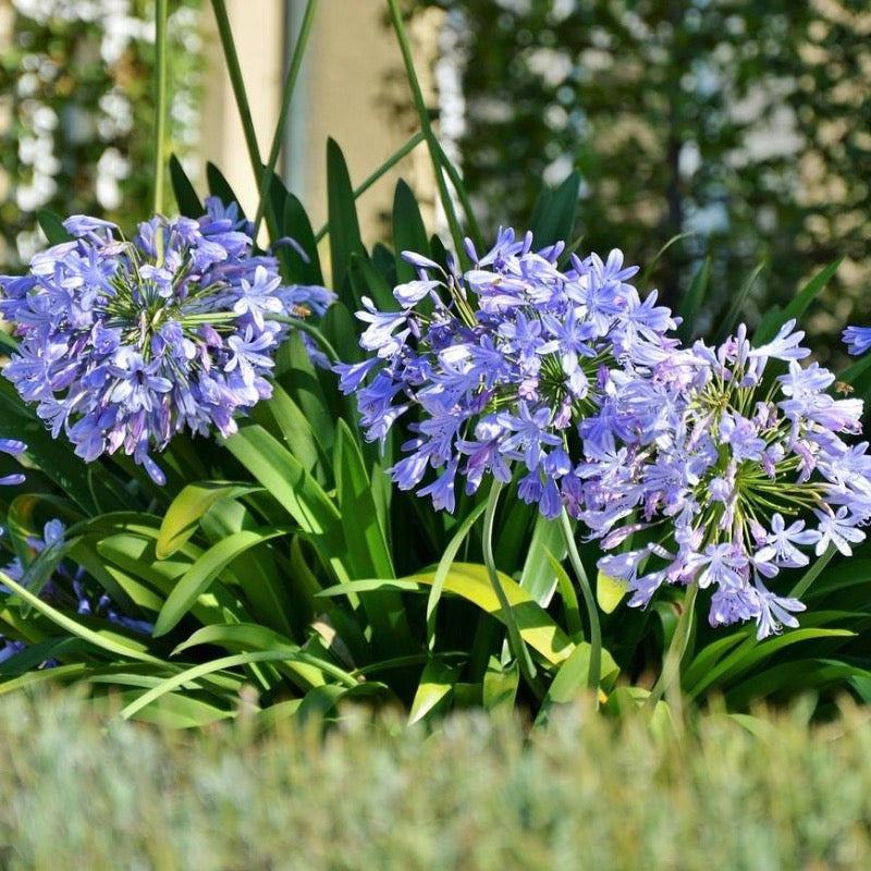 Healthy Agapanthus Neverland plant with lush green leaves and tall flower stalks, native to Lily of the Nile, in a 3-gallon container.