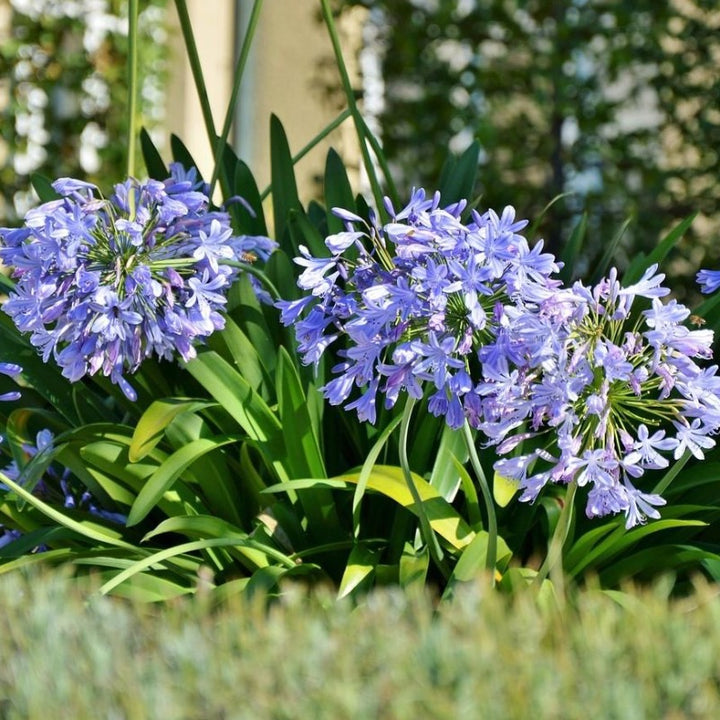 Healthy Agapanthus Neverland plant with lush green leaves and tall flower stalks, native to Lily of the Nile, in a 3-gallon container.