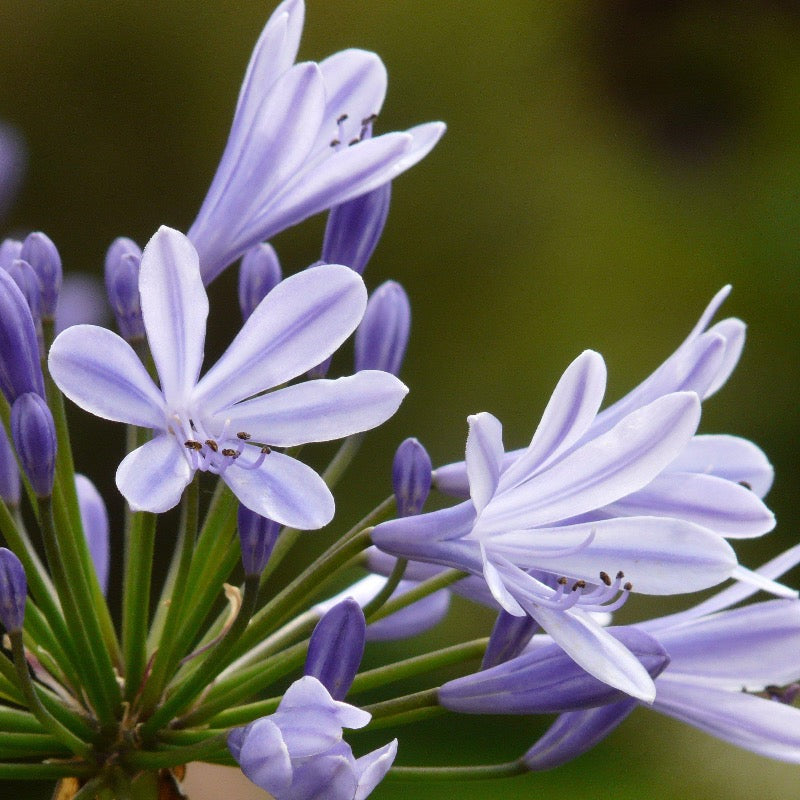 Three-gallon Agapanthus Neverland plant with lush green foliage and tall flower stalks featuring blue lily of the Nile blooms.