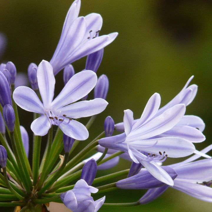 Three-gallon Agapanthus Neverland plant with lush green foliage and tall flower stalks featuring blue lily of the Nile blooms.