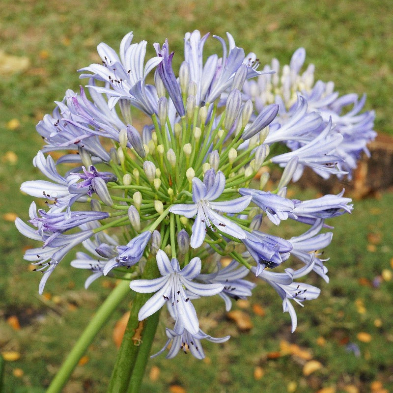 Lush Agapanthus Neverland plant with tall flower stalks and blue lily-like blooms, in a 3-gallon pot.