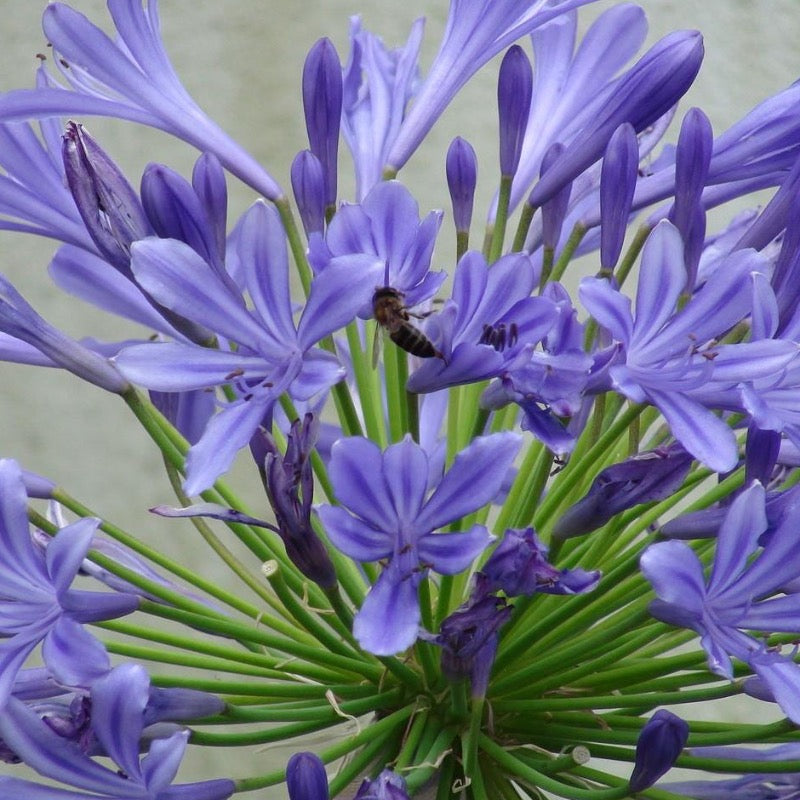 Lush Agapanthus Neverland plant with tall flower stalks and blue blooms, cultivated by GoBuyPlants, in a 3-gallon container.