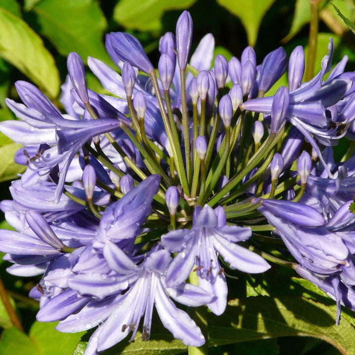 Agapanthus Neverland plant in a 3-gallon pot, with tall green leaves and clusters of blue flowers, from GoBuyPlants.