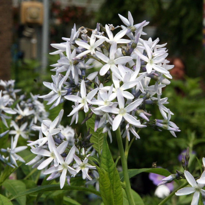 Amsonia hubrichtii (Threadleaf Blue Star) plant with characteristic foliage and flowers