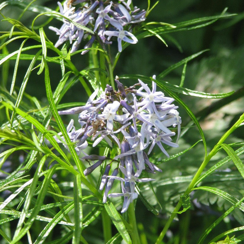 Healthy Amsonia hubrichtii perennial plant with slender blue-green foliage and star-shaped blue flowers, cultivated by GoBuyPlants.