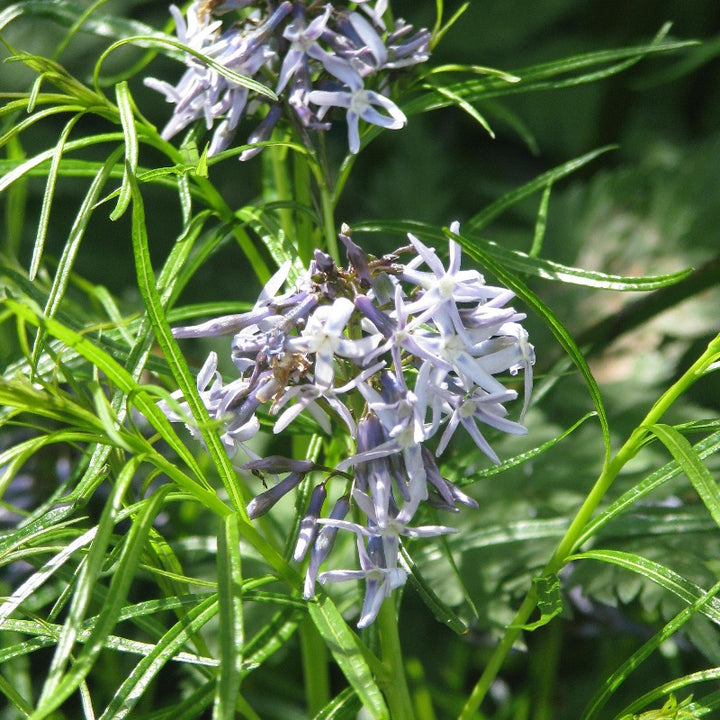 Healthy Amsonia hubrichtii perennial plant with slender blue-green foliage and star-shaped blue flowers, cultivated by GoBuyPlants.